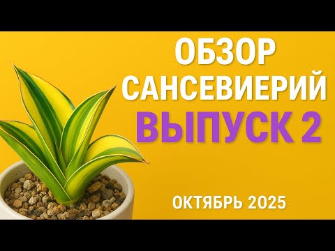 Видео: Обзор моей коллекции сансевиерий. Выпуск 2  /октябрь 2025 год/