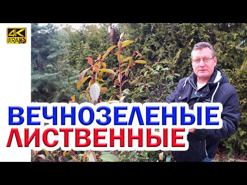 Видео: ВЕЧНОЗЕЛЕНЫЕ ЛИСТВЕННЫЕ РАСТЕНИЯ ЗИМУЮТ БЕЗ УКРЫТИЯ В РОСТОВЕ-НА-ДОНУ - ПРОВЕРЕНО НАМИ!