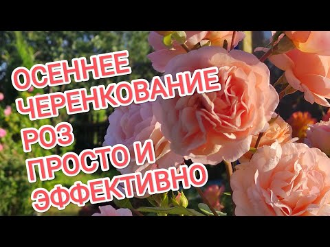 Видео: ЧЕРЕНКОВАНИЕ РОЗ ОСЕНЬЮ.РАЗМНОЖАЕМ ЛЮБИМЫЕ СОРТА.