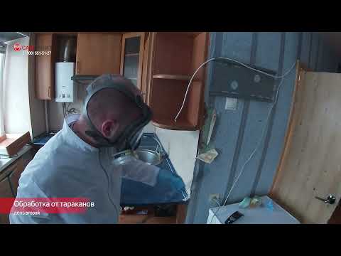 Видео: Уничтожение тараканов в квартире. Служба дезинсекции в работе