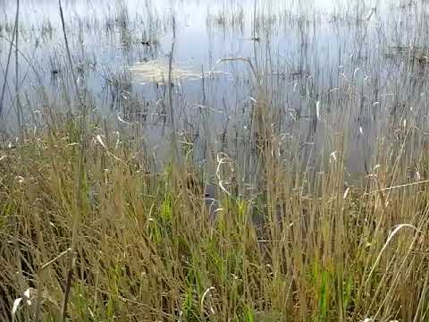 Видео: волчихинский район.с.солоновка.