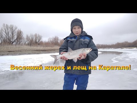 Видео: Весенний жерех и лещ на Каратале! 20.02.21