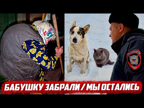 Видео: Что будет с бабушкой и животными дальше? | Орловская обл, Малоархангельский р/н д.Васютино