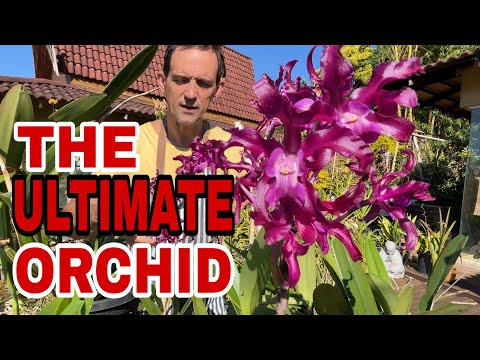 Видео: Что делает эти орхидеи такими особенными? Давайте разберемся