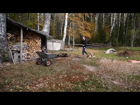 Видео: Ох уж этот листопад 🙃! 