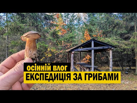 Видео: НЕЙМОВІРНА ЗНАХІДНА! Експедиція до осіннього лісу за грибами