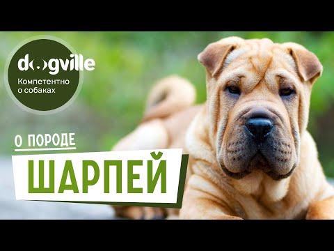 Видео: Шарпей - О породе - Как выбрать щенка Шарпея?