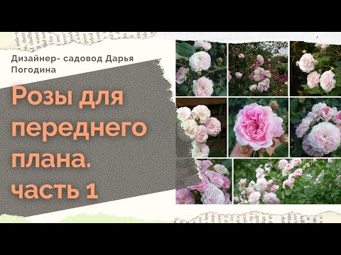 Видео: Лучше сорта роз для переднего плана - по мнению дизайнеров и розоводов