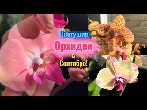 Видео: Цветущие орхидеи в Сентябре! Как найти название #орхидеи ? #orchid #plants #phalaenopsis #fyp 