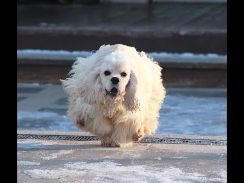 Видео: Гигиенический груминг Американского кокер спаниеля. питомник Северная Луна.