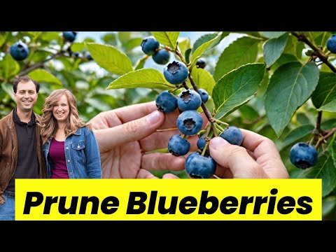 Видео: Как обрезать кусты черники для получения большего урожая