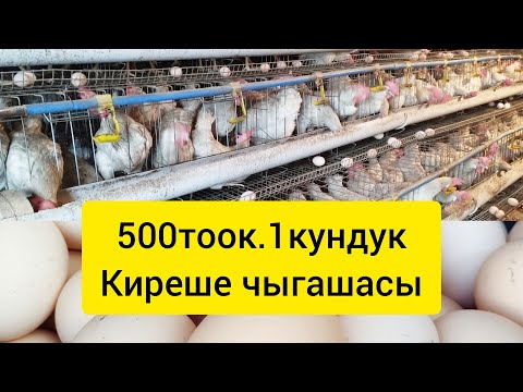 Видео: 500тоок.Киреше чыгашасы#тоок#несушка#ош #бишкек#баткен#ноокат#жумуртка#ысыккол #токтогул#курынесушки