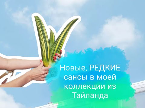 Видео: Пополнение колекции новыми редкими сансевиериями из Тайланда