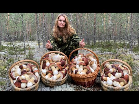 Видео: КОСИМ БЕЛЫЕ ГРИБЫ БОРОВИКИ, ДАЮ ТОЧНЫЕ КООРДИНАТЫ МЕСТА СБОРА БОРОВИКОВ