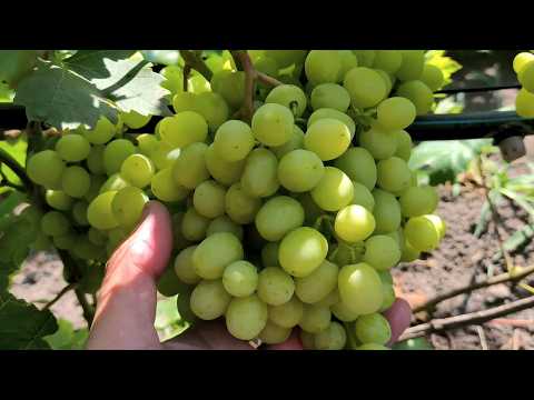 Видео: Когда проводить Последнюю обработку ВИНОГРАДА от болезней!