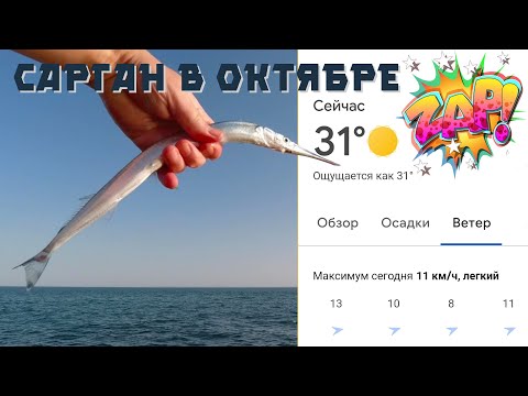 Видео: Сарган в конце октября на пилькер. Жара 31 градус! Ловля саргана. Снасть на саргана.#сарган