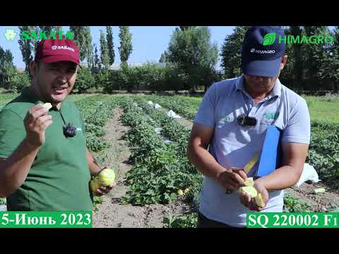 Видео: Янги ошқовоқ дурагайи: SQ220002 F1 (Squash Sakata)