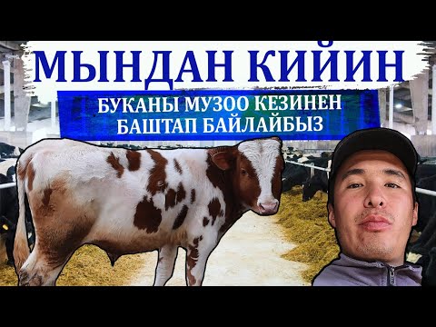 Видео: Бука туулары менен дароо байлап баштайбыз