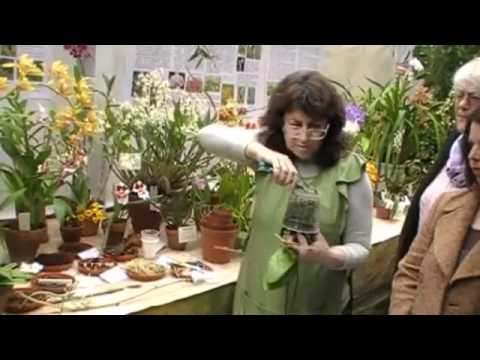 Видео: Пресаждане на орхидеи (2) How to transplant orchids.flv