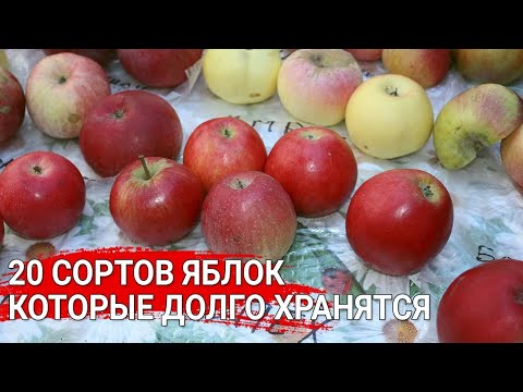 Видео: Вкусные яблоки, которые долго хранятся