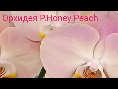 Видео: 📌Пожелтели листья и цветонос орхидеи. В чем причина? 🤔