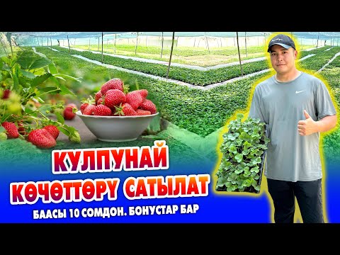 Видео: Эрте бышар КУЛПУНАЙ көчѳттѳрү САТЫККА чыкты ~ Италянский КЛЕРИ сорту ~ Баасы 10 сомдон