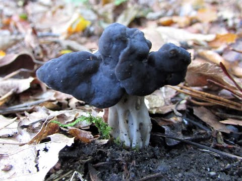 Видео: Идентификация седловидного эльфа, Helvella lacunosa