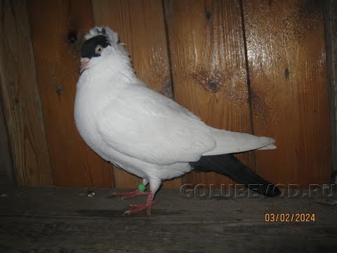 Видео: Монахи 47 рег  +7  905-269-4062