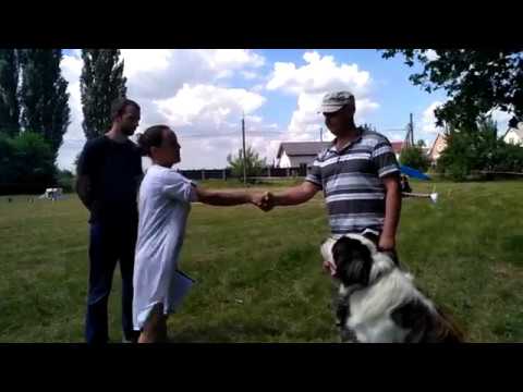 Видео: Сдача ОКД. Московская сторожевая.