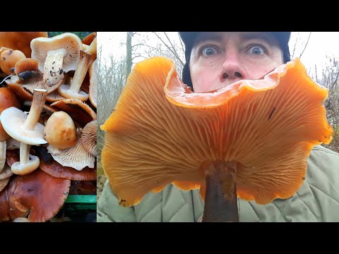 Видео: МОРЕ ГРИБОВ ЗИМОЙ! Зимний опёнок или Фламмулина.