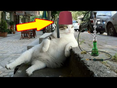 Видео: 🔥 СУПЕР ТОЛСТЫЙ КОТ СИДИТ НА ЛАВКЕ В ТУРЦИИ - Город Кошек