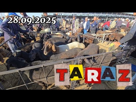 Видео:  КОЙ БАҒАСЫ / МАЛ БАЗАР 28.09.2025