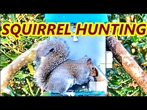 Видео: ГРАНДИОЗНАЯ ОХОТА НА БЕЛКУ — ОЧЕНЬ НАСЫЩЕННОЕ УТРО — WEIHRAUCH HW100