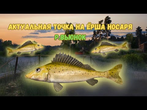 Видео: СУМАШЕДШИЙ КЛЁВ ЕРША НОСАРЯ/ Р.Вьюнок ● Русская Рыбалка 4 | РР4