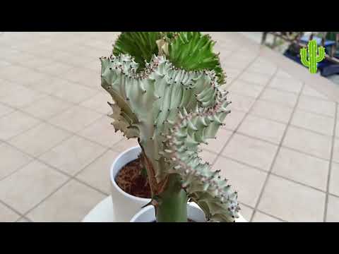 Видео: Молочай Лактея