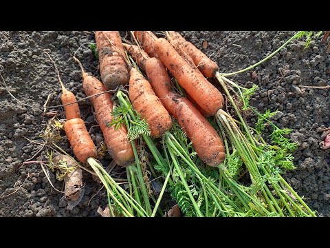 Видео: 🍂Мои будни в деревне/🍂🥕Убираю морковку/🥕И обо всём по-немногу🤗Ноябрь❄️☔