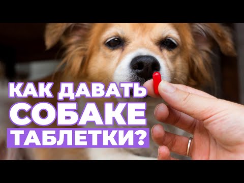 Видео: Как ДАВАТЬ собаке ТАБЛЕТКИ? ТОП 5 способов. Хитрости собаковода!