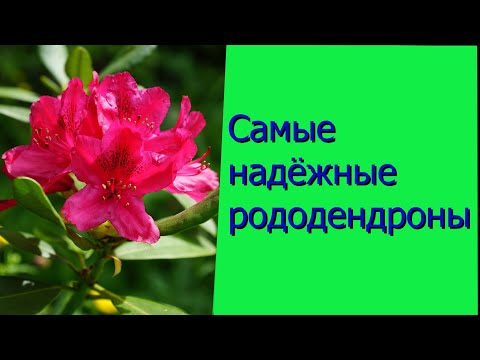 Видео: Самые надёжные рододендроны