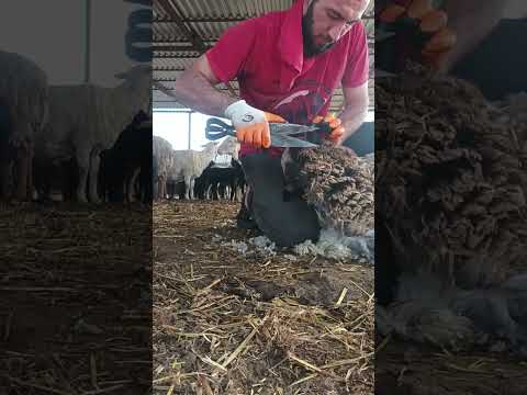 Видео: стрижка овец