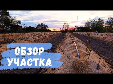 Видео: Обзор участка. Плантация голубики