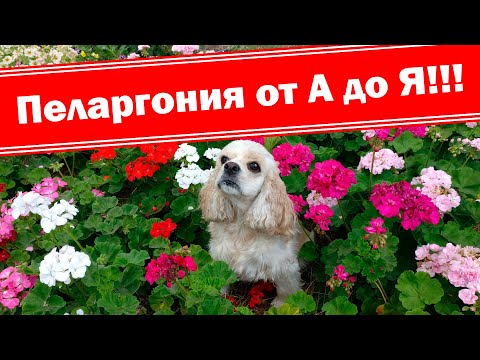 Видео: Пеларгония - выращивание и уход!!! От А до Я, от посева...