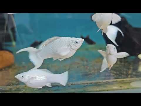 Видео: Итог нереста Данио разочаровал, пересадил Велифер!