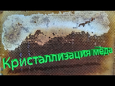 Видео: Профессор Кашковский о кристаллизации мёда