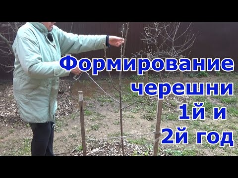 Видео: Обрезка и формирование кроны черешни. Подмосковье. Первый и второй год