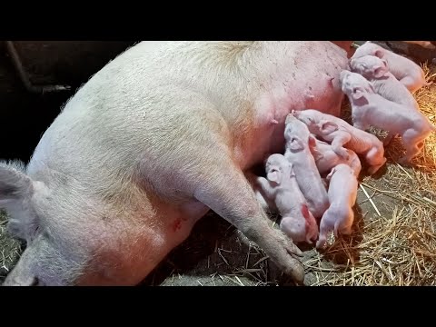 Видео: опорос свиноматки в домашних условиях