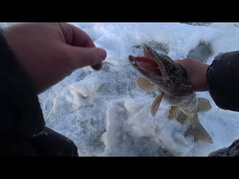 Видео: КАПРИЗНАЯ ЩУКА НА ЖЕРЛИЦЫ ЗИМОЙ. ЭТОТ ЗИМНИЙ УЛОВ ВПЕЧАТЛЯЕТ. НАЖАРИЛИ СВЕЖЕГО ОКУНЯ. #Сибирь38