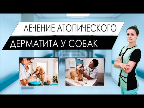 Видео: Лечение атопического дерматита у собак, ветеринарная дерматология,  отит у собаки