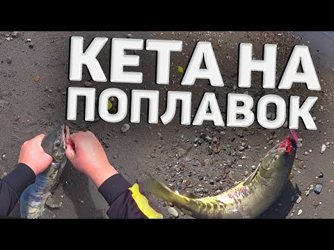 Видео: Кета на поплавок / Осень рыбалка кеты на Сахалине