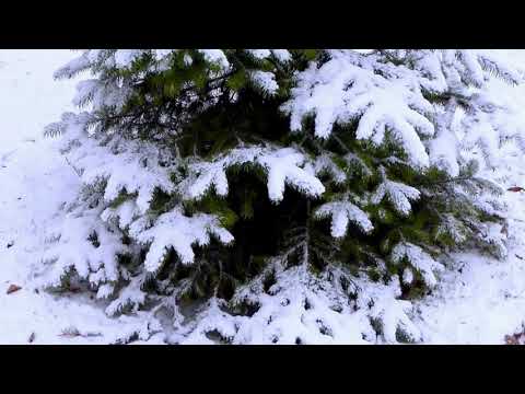 Видео: Никого не будет в доме