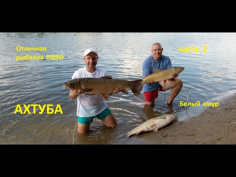 Видео: Вот это рыбалка на Ахтубе 2020! Ловля трофейного амура! ч 2